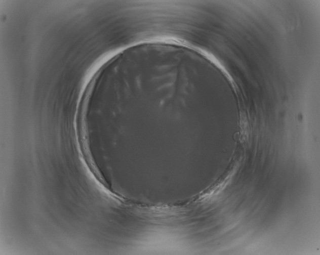 X0000066120959200603101232