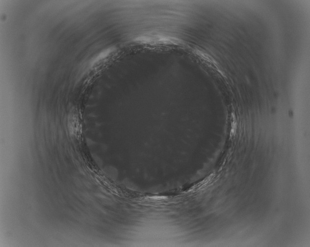 X0000066120966200603101231