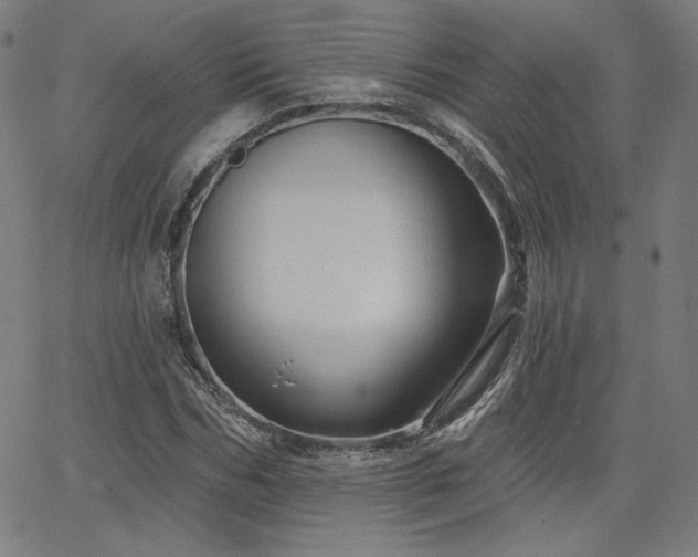 X0000066120970200603101231