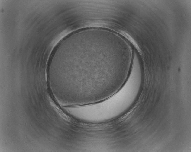 X0000066120980200603101231