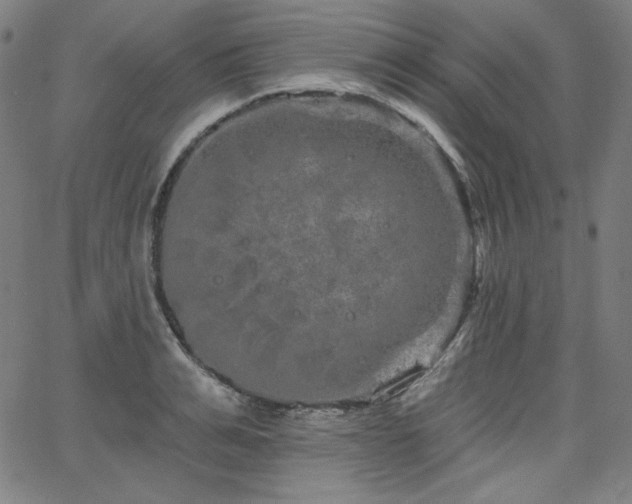 X0000066120991200603101231