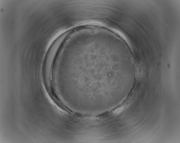 X0000066120999200603101231