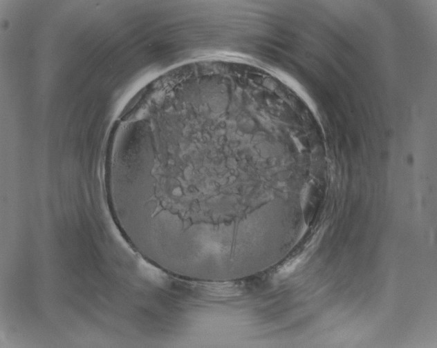 X0000066121007200603101231