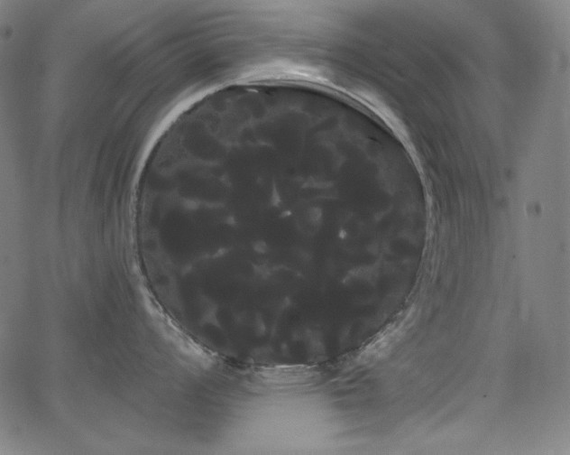 X0000066121008200603101231