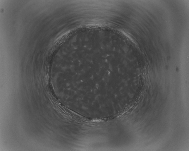 X0000066121015200603101230