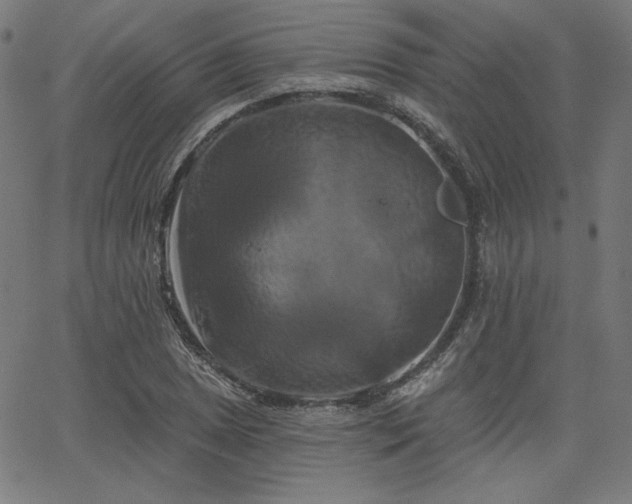 X0000066121025200603101230