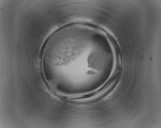 X0000066121029200603101230