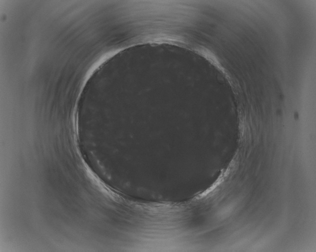 X0000066121032200603101230