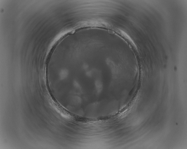 X0000066121035200603101230