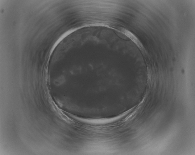 X0000066121052200603101231