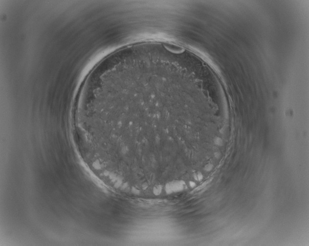 X0000066121056200603101231