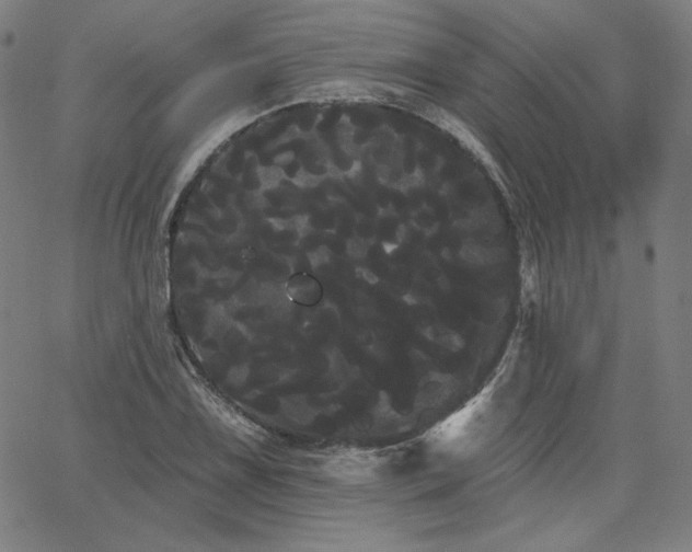 X0000066121075200603101230