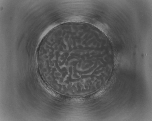 X0000066121078200603101229