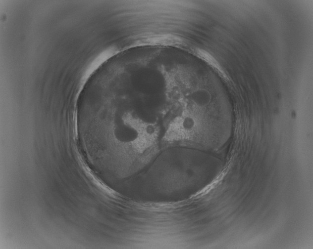 X0000066121079200603101229