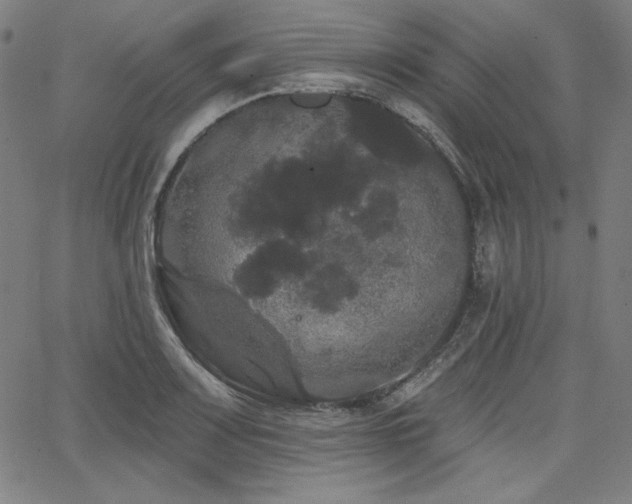 X0000066121083200603101229