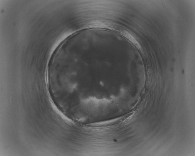 X0000066121084200603101229