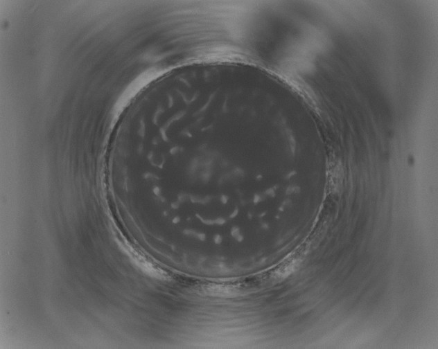 X0000066121086200603101229