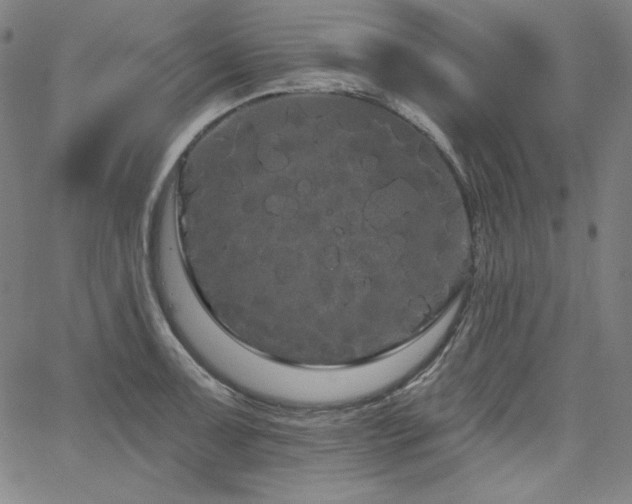 X0000066121091200603101229