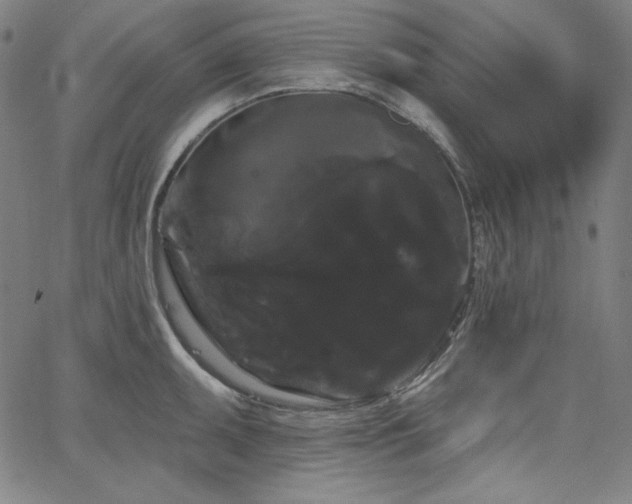 X0000066121095200603101229