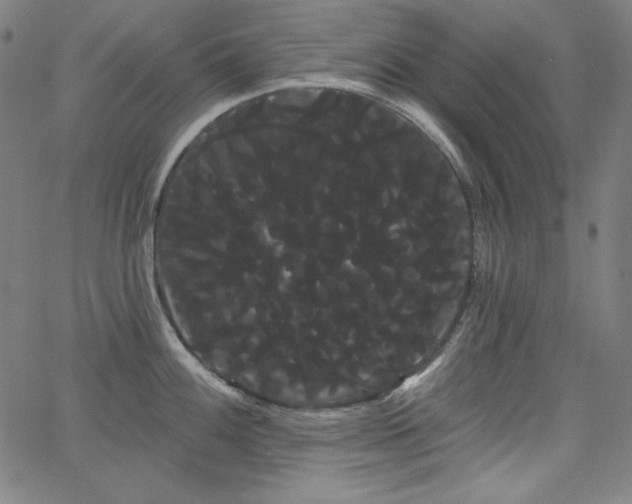 X0000066121100200603101229