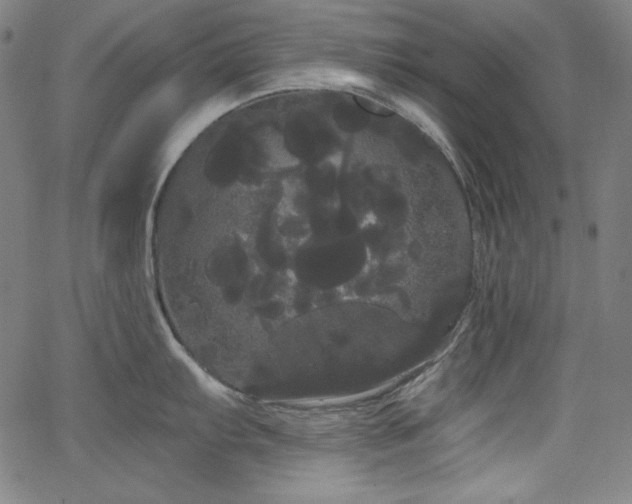 X0000066121103200603101229