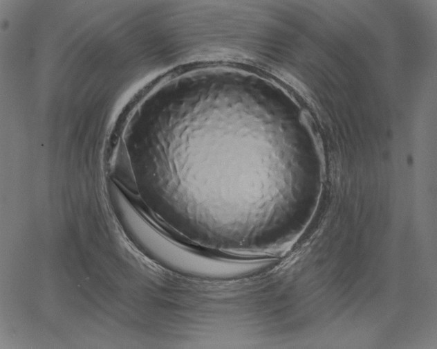 X0000066121120200603101229