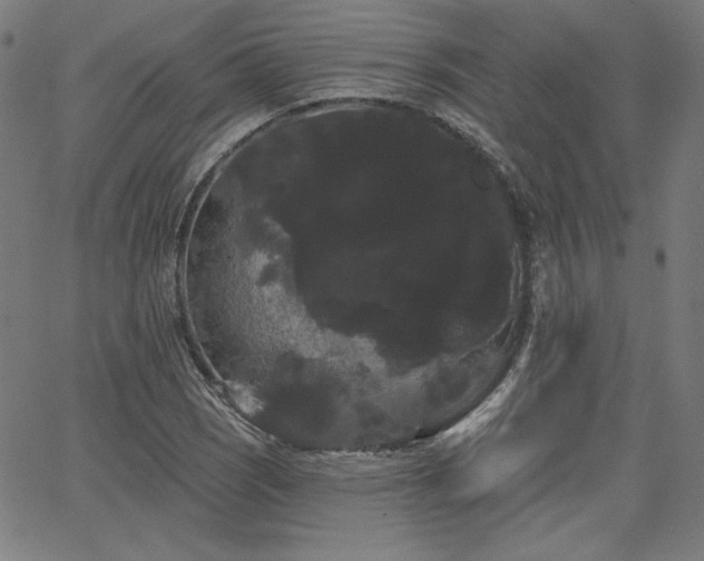 X0000066121121200603101229