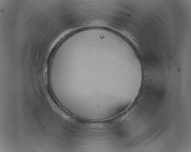 X0000066121126200603101229