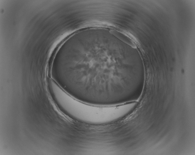 X0000066121128200603101229