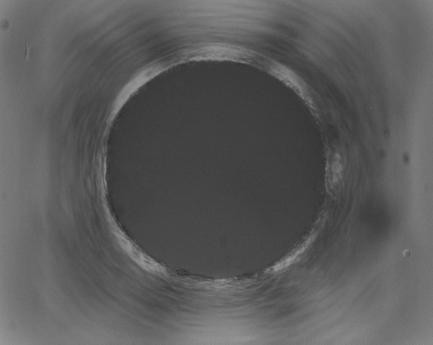 X0000066121130200603101229