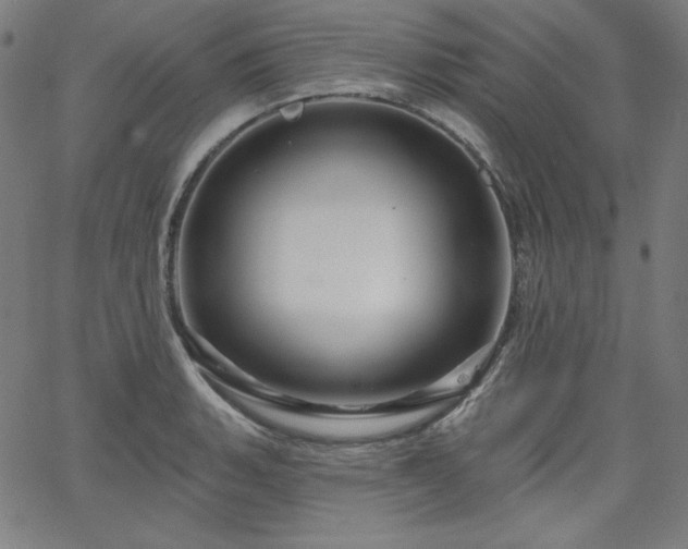 X0000066121135200603101229