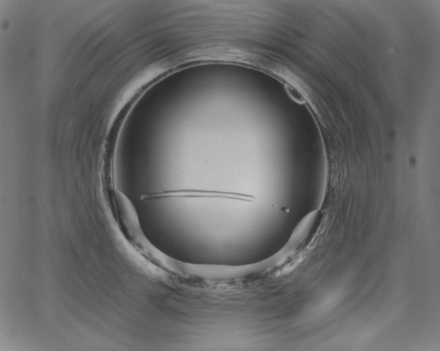 X0000066121139200603101229