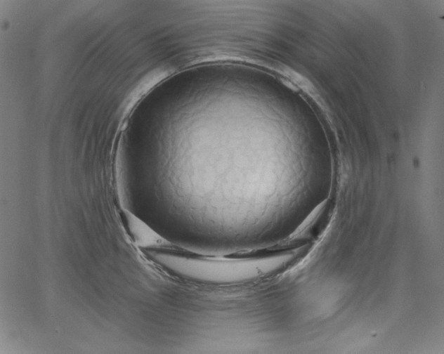 X0000066121145200603101229