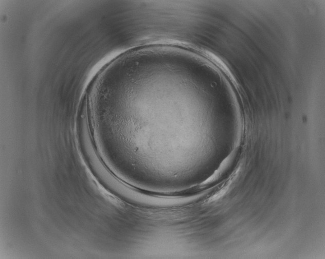 X0000066121149200603101229