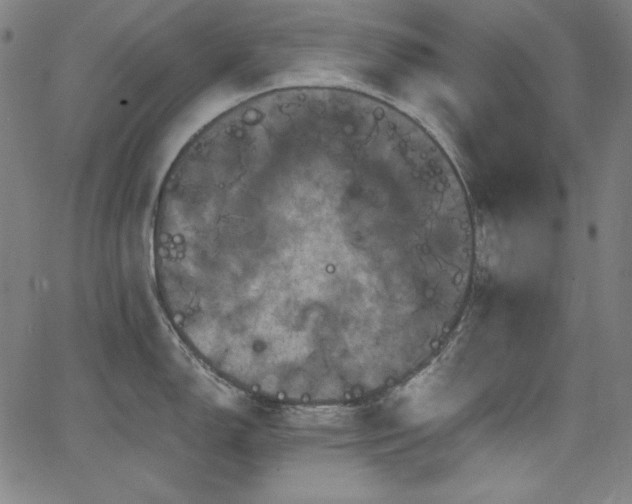 X0000066121150200603101229