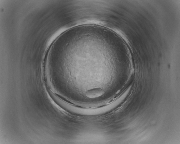 X0000066121151200603101229