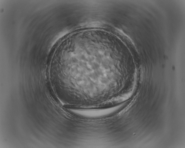 X0000066121166200603101228