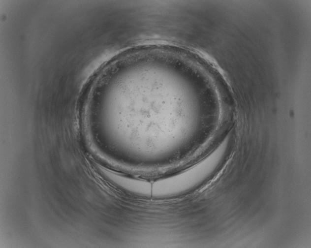 X0000066121167200603101228