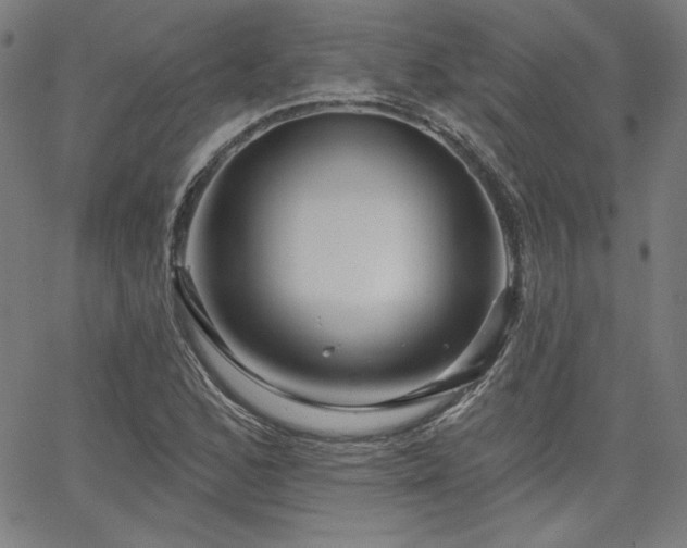 X0000066121168200603101228