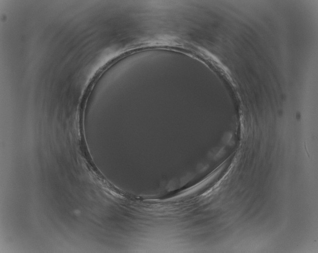 X0000066121174200603101228