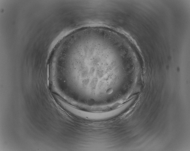 X0000066121175200603101228