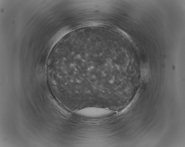 X0000066121178200603101228