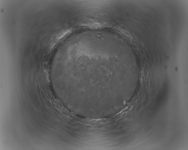 X0000066121205200603101227