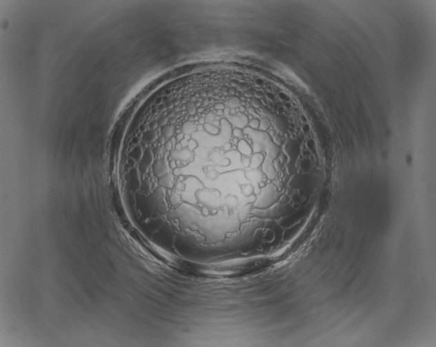 X0000066121216200603101227