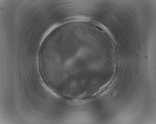 X0000066121243200603101227