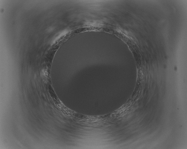 X0000066121254200603101227