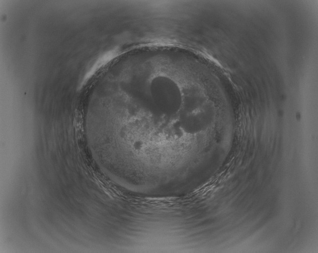 X0000066121255200603101227