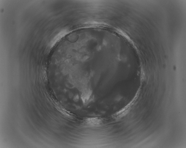 X0000066121259200603101227