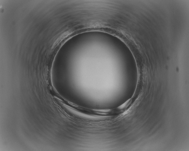 X0000066121265200603101226