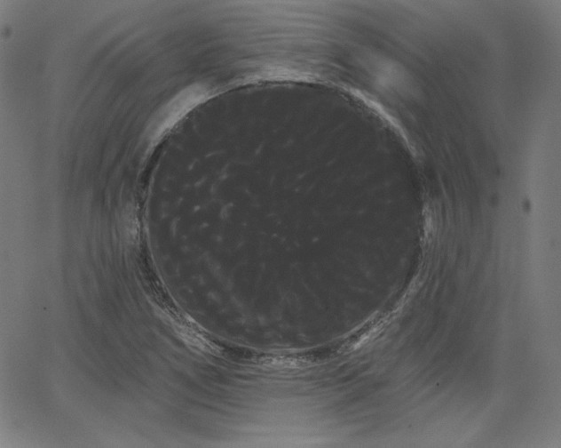 X0000066121266200603101226